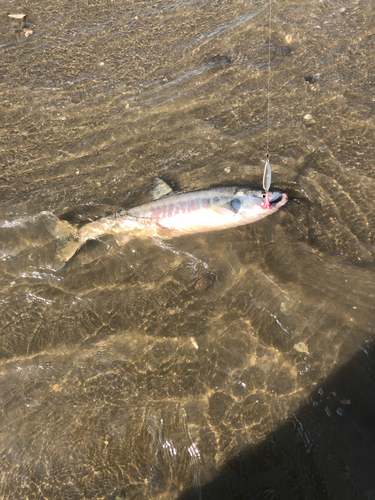 アキアジの釣果