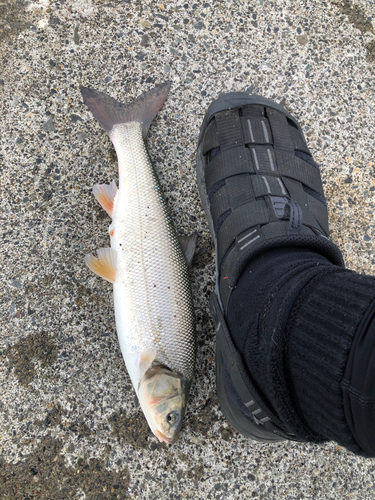 ウグイの釣果