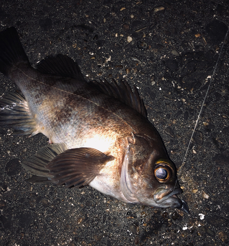 アカメバルの釣果