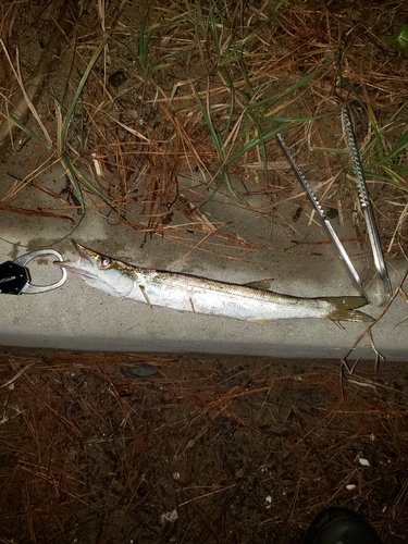 カマスの釣果