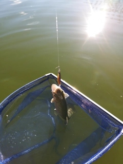 ニジマスの釣果