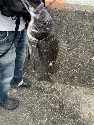 チヌの釣果