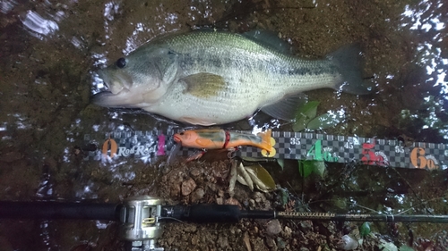 ブラックバスの釣果