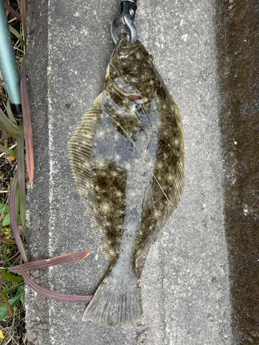 ヒラメの釣果