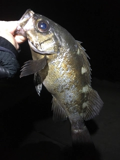 アカメバルの釣果