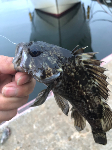 タケノコメバルの釣果