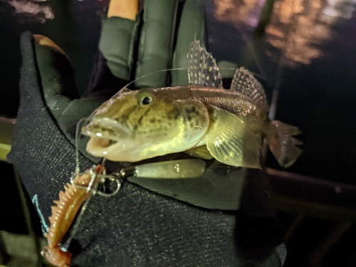 マハゼの釣果