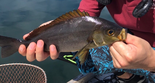 イサキの釣果