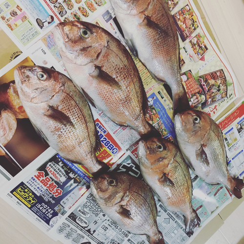 マダイの釣果