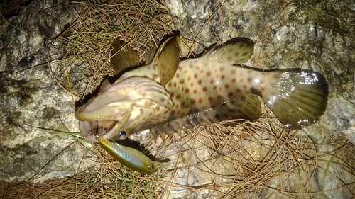 ヤイトハタの釣果