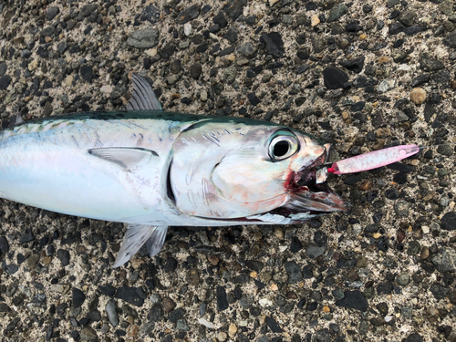 ソウダガツオの釣果