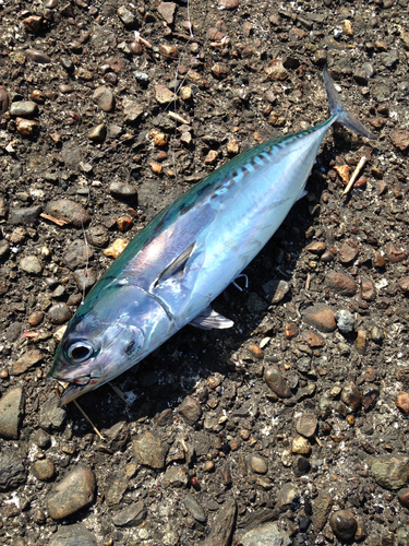 ソウダガツオの釣果