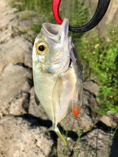 オニヒラアジの釣果