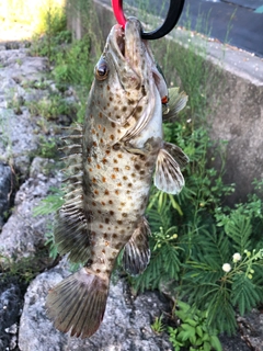 チャイロマルハタの釣果