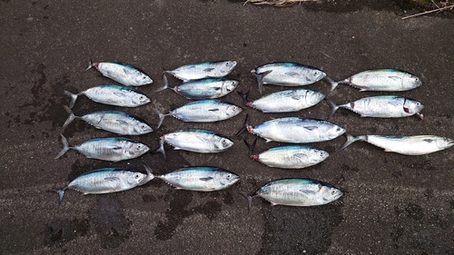 ヨコワの釣果