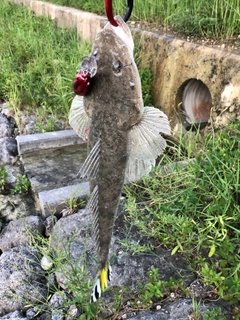 ミナミマゴチの釣果