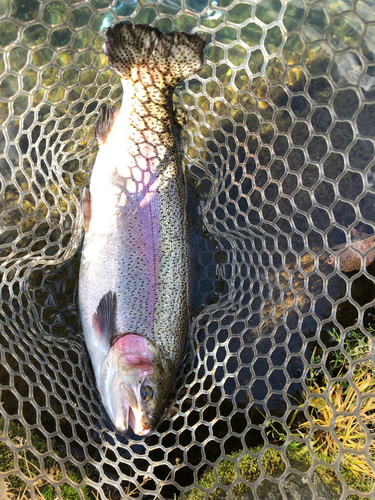 ニジマスの釣果