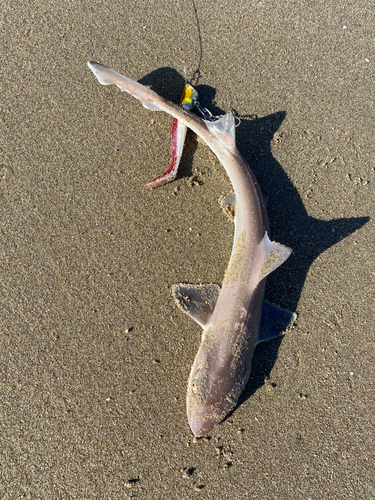 サメの釣果