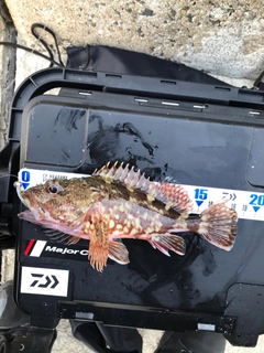 アラカブの釣果