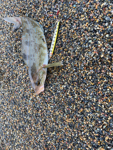 ホッケの釣果