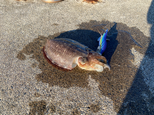 コウイカの釣果