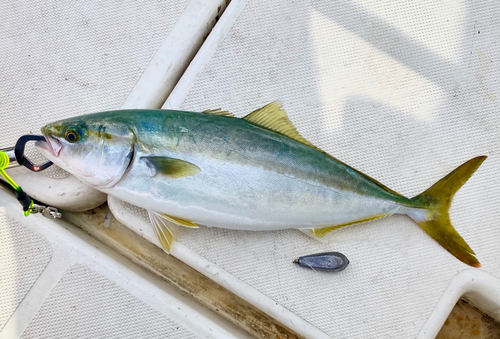 ハマチの釣果