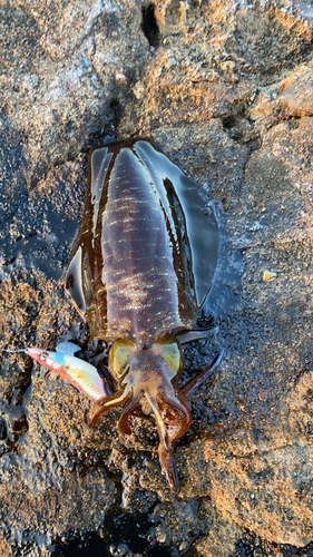 アオリイカの釣果