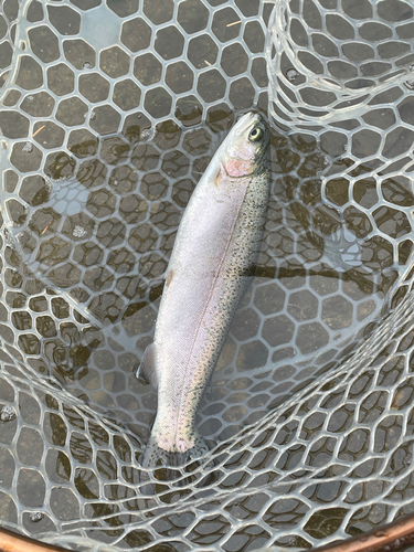 ニジマスの釣果