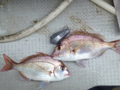 ハナダイの釣果