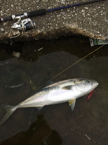 ワラサの釣果