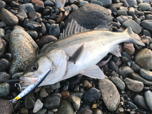 スズキの釣果