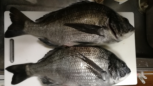 チヌの釣果