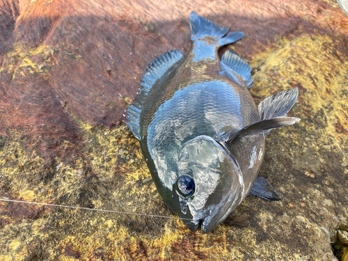 グレの釣果