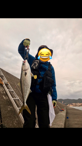 メジロの釣果