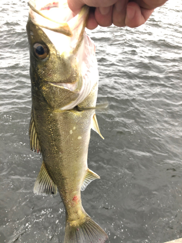 スズキの釣果