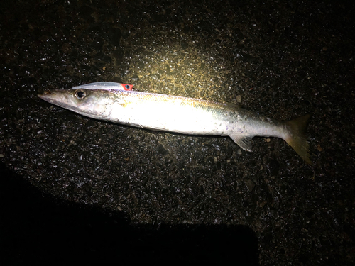 アカカマスの釣果