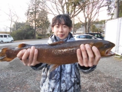 ブラウントラウトの釣果