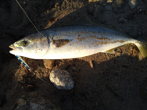 フクラギの釣果