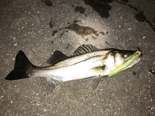 シーバスの釣果