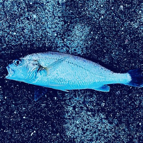 イシモチの釣果