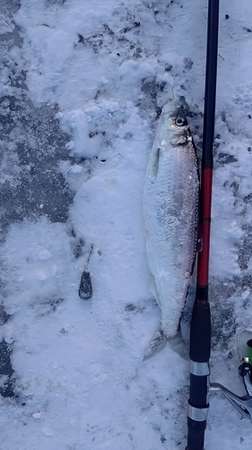 ニシンの釣果