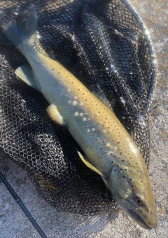 ブラウントラウトの釣果