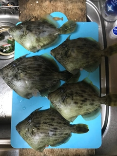 カワハギの釣果