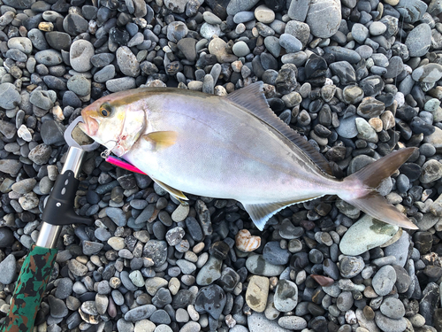 ショゴの釣果