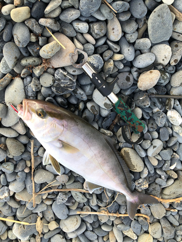 ショゴの釣果