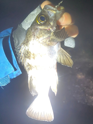 クロメバルの釣果