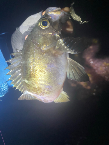 クロメバルの釣果