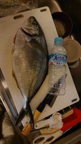 シマアジの釣果