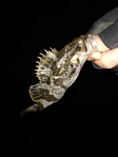 タケノコメバルの釣果