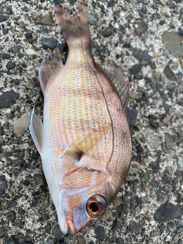 マダイの釣果